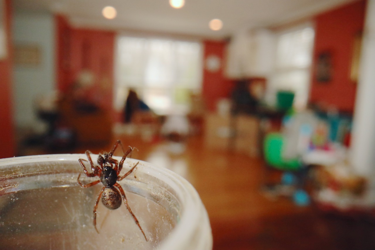 Spider in my kitchen